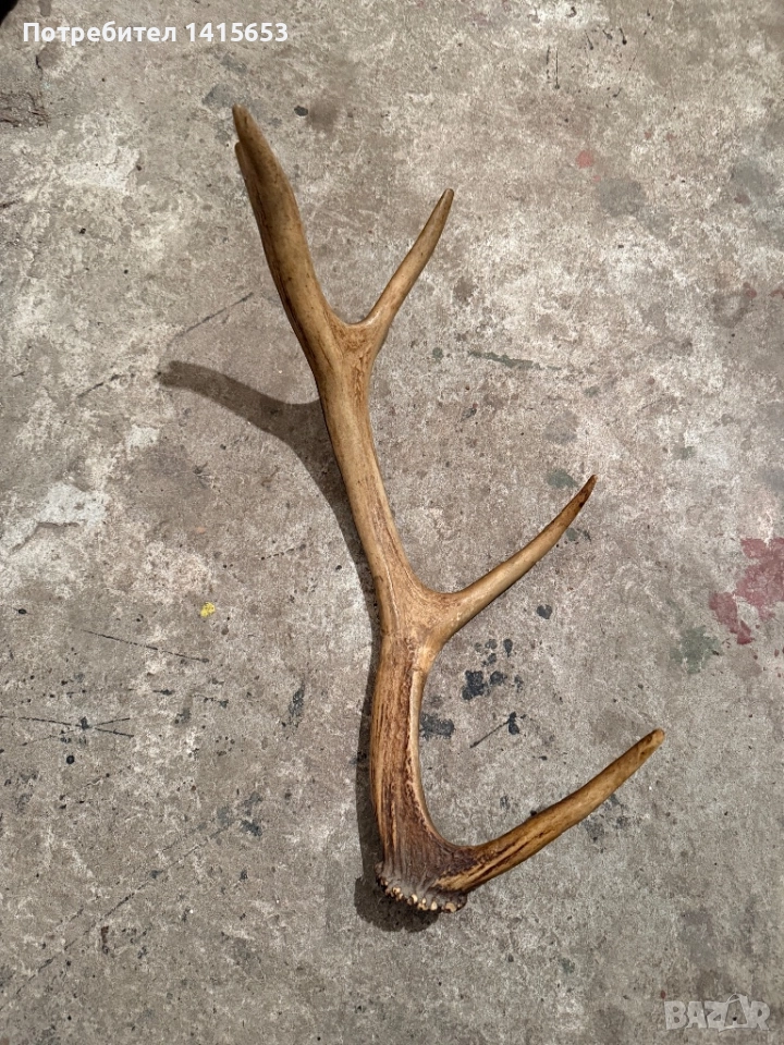 Продавам рог от сръндак, снимка 1
