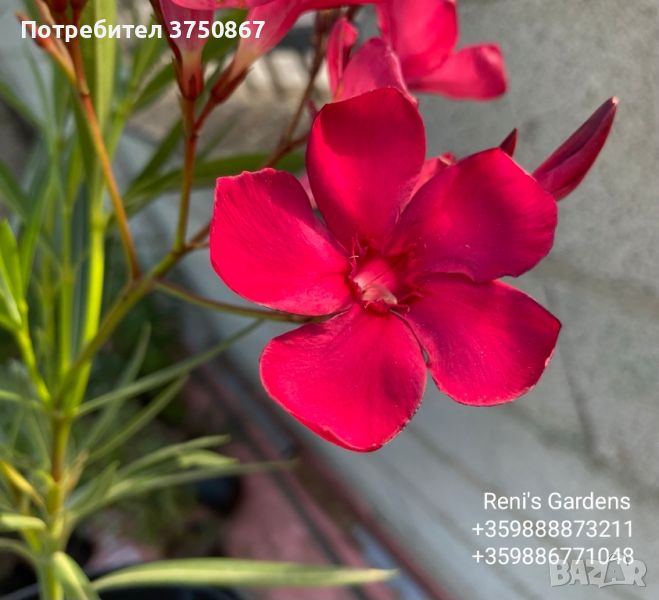 Олеандър, Зокум, Лян (Nerium oleander), снимка 1