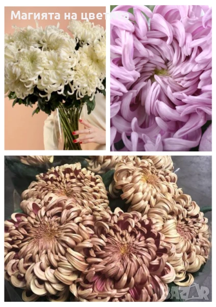 Хризантеми едър цвят, снимка 1