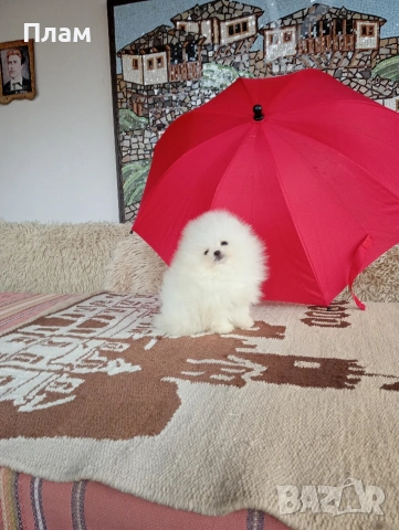 Бели мини Померани. Реални снимки от 04.04.26 г. , снимка 7 - Померан - 54055195