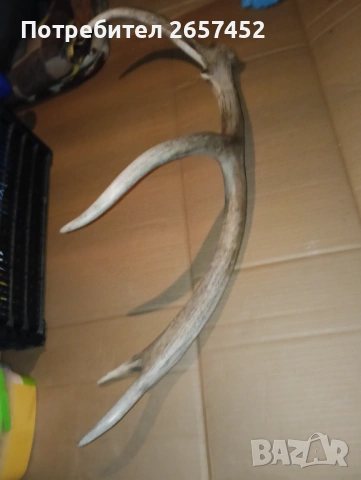 Рог от елен , снимка 5 - Декорация за дома - 53842371