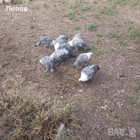 Продавам вествалски петлета, снимка 6 - Кокошки и пуйки - 52050258