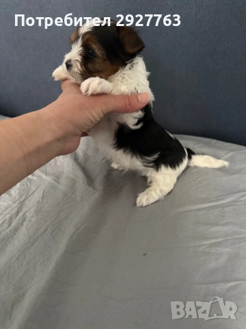 Бивер йоркширски териер, снимка 4 - Йоркширски териер - 53721743