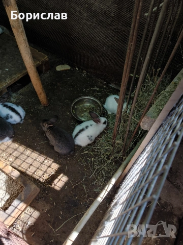Продавам зайци , снимка 7 - Други - 53848476