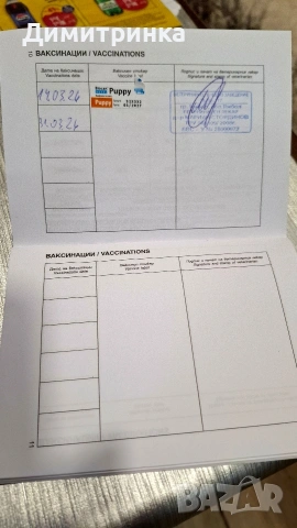 Мъжки немски шпиц, снимка 3 - Шпиц - 53795093