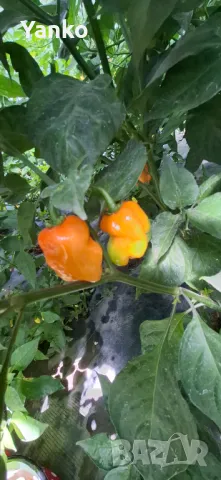 Люти чушки Orange Habanero, снимка 1