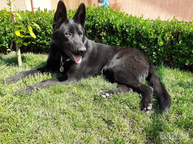 Търся си приятелка 