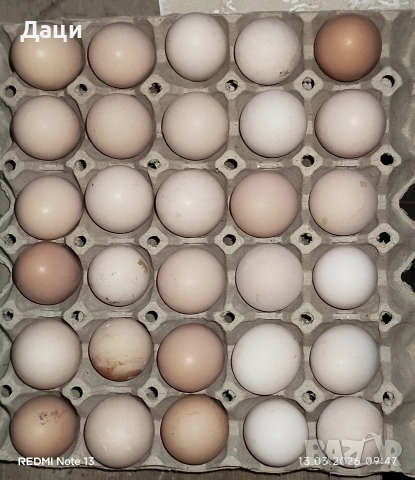 Яйца за люпене,кръстоска между 4 породи!