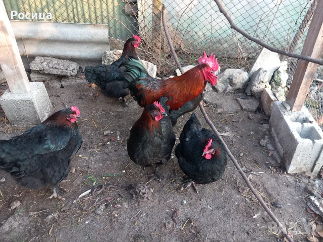 Продавам разплодни яйца от Маран, снимка 2 - Кокошки и пуйки - 50637080