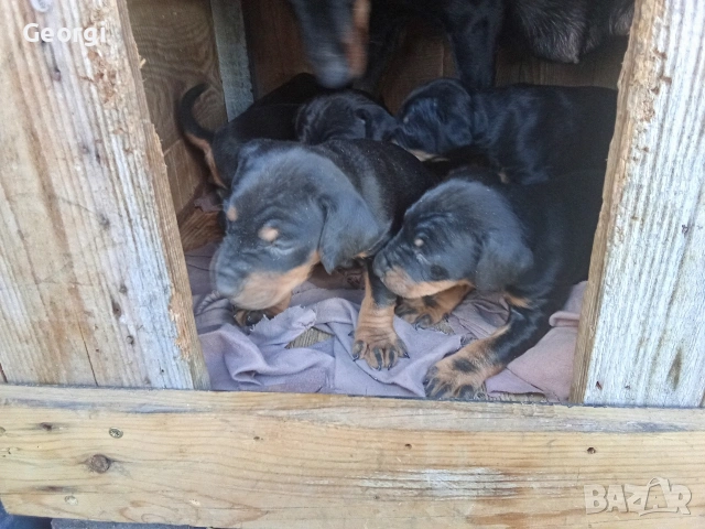 Продавам 6 бр. малки кучета ягтериери., снимка 5 - Ягдтериер - 53265603