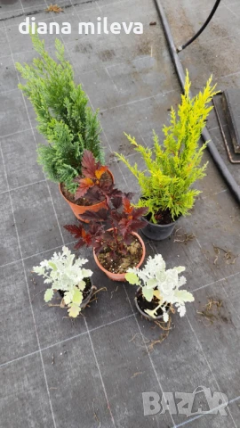 Промо пакет от 5 бр студоустойчиви растения!, снимка 5 - Градински цветя и растения - 51230092
