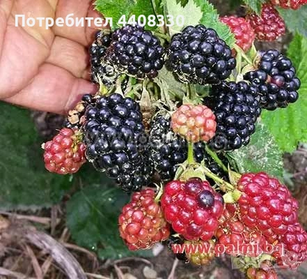 Продавам разсад къпина без бодли сорт Арапахо