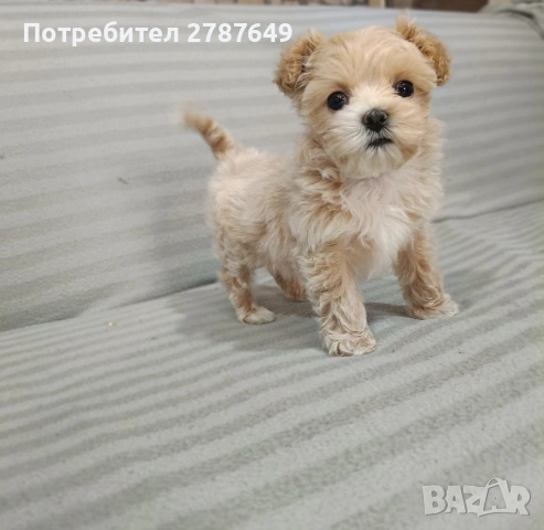 Малтипу, снимка 9 - Пудели - 53650329