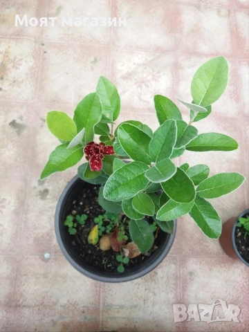 Фейхоа Ананасова Гуава, снимка 8 - Градински цветя и растения - 53641210