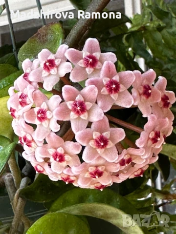 Hoya krinkle 8 , снимка 1