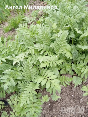 Левзея, снимка 3 - Градински цветя и растения - 54169114