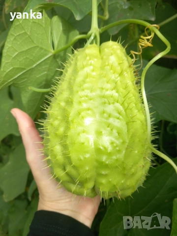 продавам чайот, снимка 2 - Разсади - 52457639