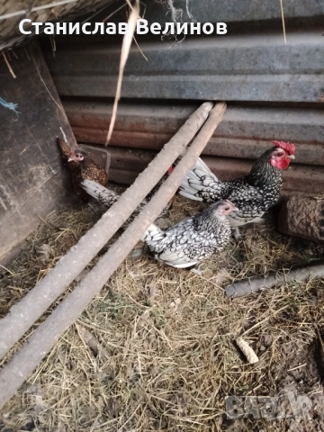 Продавам яйца от зибрайт , снимка 2 - Кокошки и пуйки - 54174622