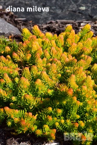 Седум  Анджелина, Sedum rupestre Angelina, снимка 3 - Градински цветя и растения - 52162046