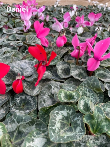 Цветя за 8 - ми март, снимка 18 - Градински цветя и растения - 53323438