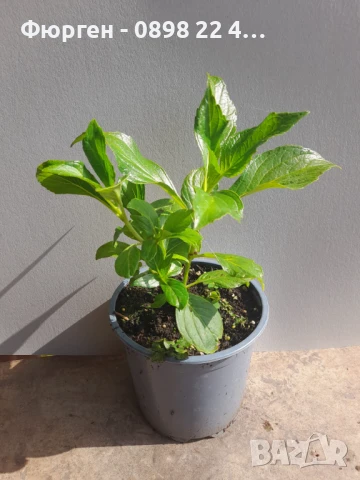 Хортензия Принцеса Даяна - Hydrangea princess Diana, снимка 7 - Разсади - 50962201