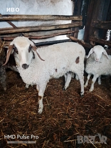 агнета, снимка 3 - Овце - 54142017