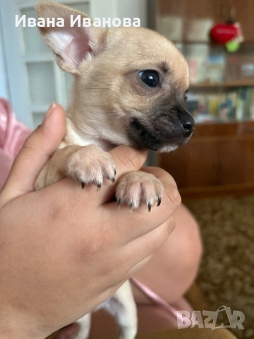 Продавам мини чиху-пинчери, снимка 2 - Пинчер - 53187417