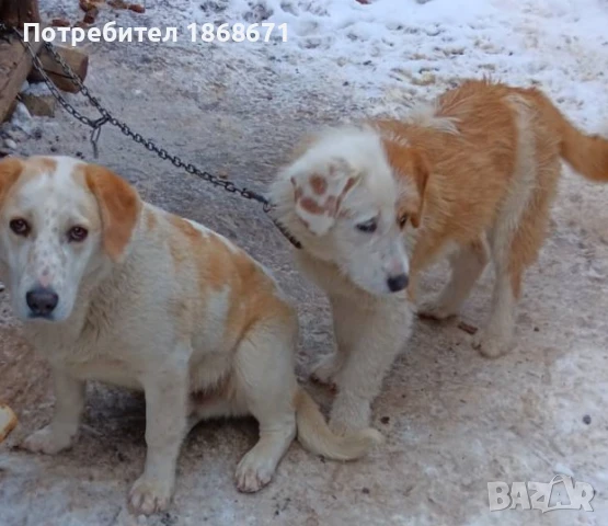 Подарявам кученца