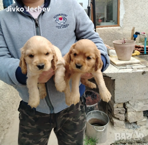 Кокер Шпаньол , снимка 3 - Кокер шпаньол - 54265817