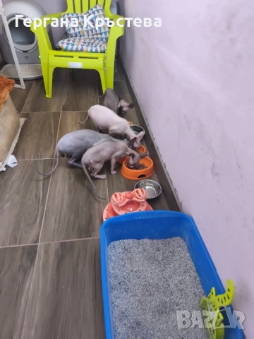 Канадски Сфинкс , снимка 4 - Сфинксове - 52597578