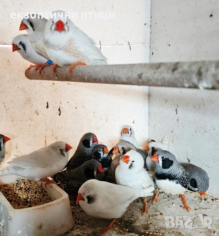 Джъмбо Амадини - Продавам, снимка 2 - Амадини - 52865989