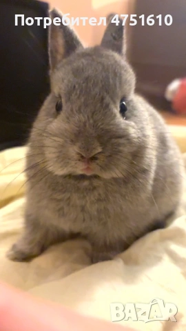 Джудже заек на 9 седмици, снимка 3 - Декоративни зайчета - 53663797