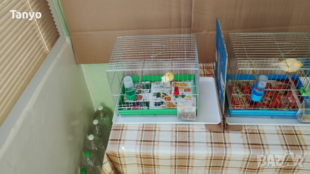 Мъжко и женско,тазгодишни.Орфей, снимка 6 - Канари - 52772739