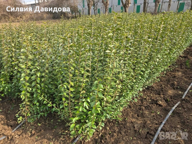 Лигуструм за жив плет на гол корен , снимка 7 - Градински цветя и растения - 53730127