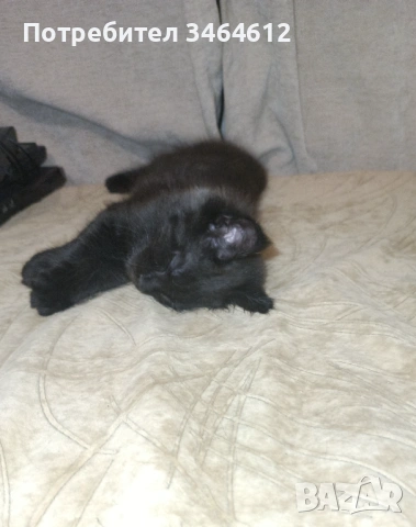 Мейн куун котенца, снимка 11 - Други - 52969975