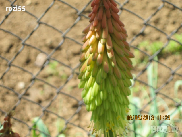 ЦВЕТЯ НА ГОЛ КОРЕН, снимка 4 - Градински цветя и растения - 53705571