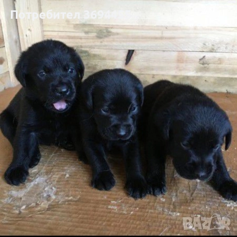 лабрадор ретривър