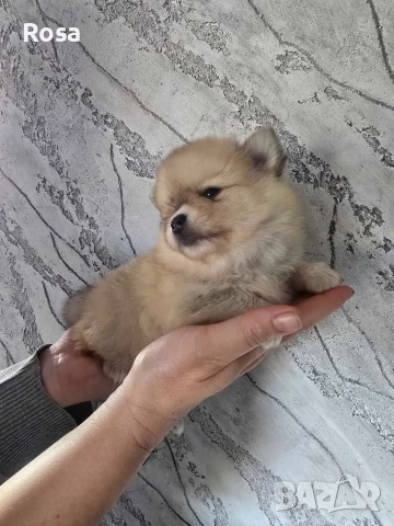 Продавам померан, снимка 2 - Померан - 52858688