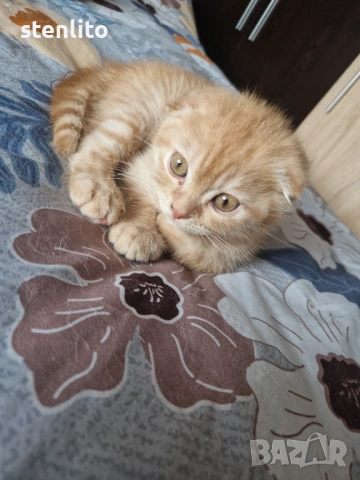 Шотландски клепоухи котета , снимка 2 - Британска късокосместа - 42765517