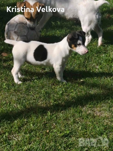 Джак ръсел териер , снимка 2 - Джак ръсел териер - 51703039