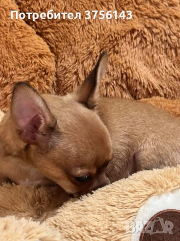 Топ Мъжко Чихуахуа Шоколадово, снимка 3 - Чихуахуа - 53638449