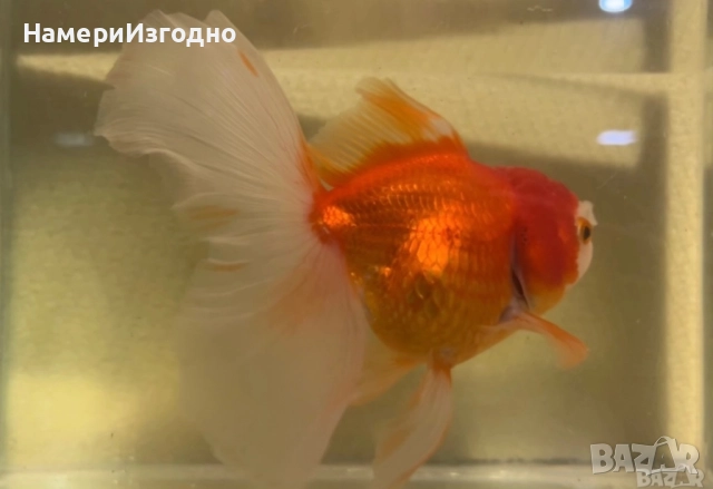 Продавам зряла Оранда, снимка 2 - Рибки - 52963274