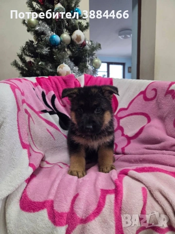 немска овчарка, снимка 3 - Други - 53025866