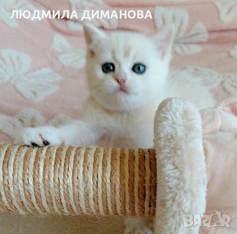 Шотландско мъжко Скоттиш Страйт. 