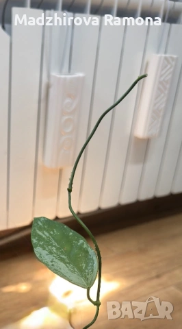 Hoya Хоя Coriacea Silver , снимка 3 - Стайни растения - 54296694