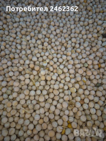 ПРОЛЕТЕН ГРАХ ТИП