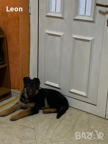 немска овчарка от родословни родители, снимка 3 - Немска овчарка - 53421603