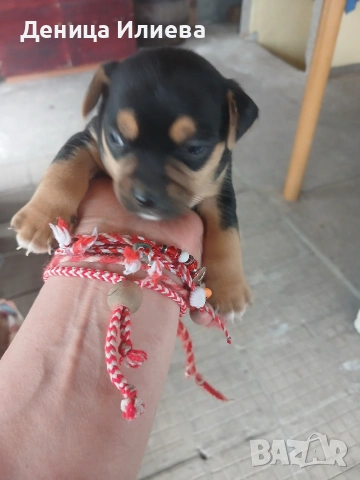 Пинчери на 40 дена, снимка 3 - Пинчер - 54167178