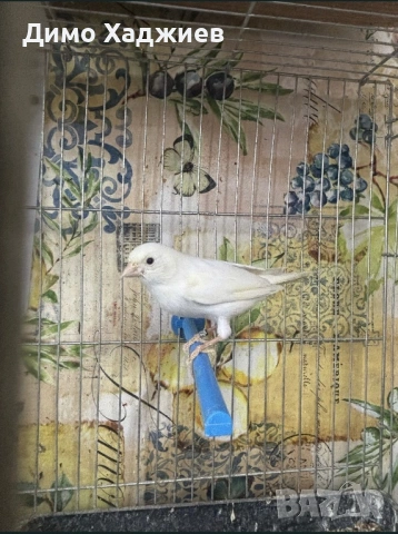 Продавам мъжки канар, снимка 2 - Канари - 51264689