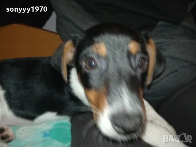 КУТРЕ//ПАЛЕ ДЖАК РЪСЕЛ НА 3 МЕСЕЦА-МОМИЧЕ 2411251124, снимка 9 - Джак ръсел териер - 52521058